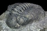 Pedinopariops Trilobite - Mrakib, Morocco #126317-2